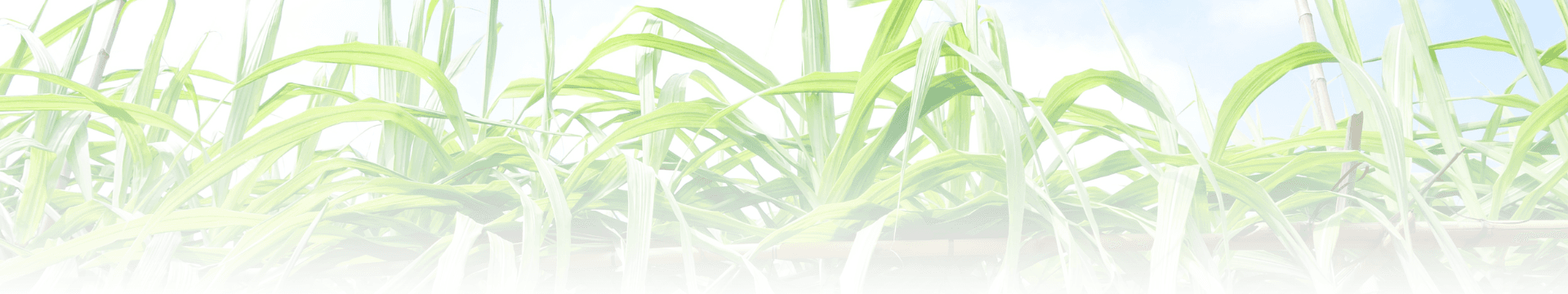 นโยบายและข้อกำหนด